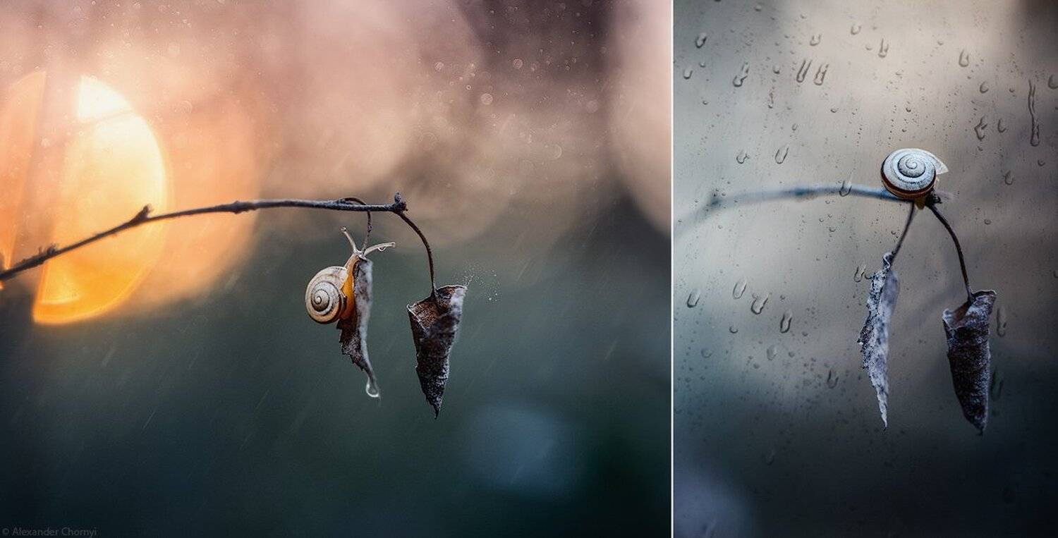 Коростышев, Макро, Макро истории, Макро красота, Макро мир, Макро фото, Макро Чорный, Украина, Александр Чорный