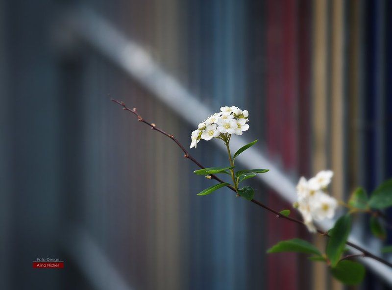 * фото превью