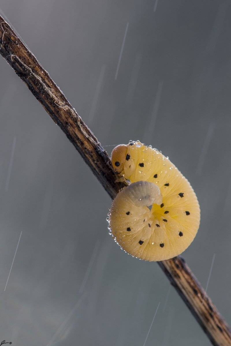 Insect, Macro, Makro, Nature, Wildlife, Mariusz Oparski
