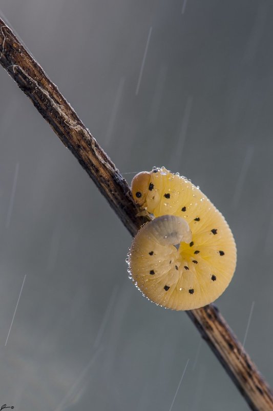 Insect, Macro, Makro, Nature, Wildlife Cimbex sp. фото превью