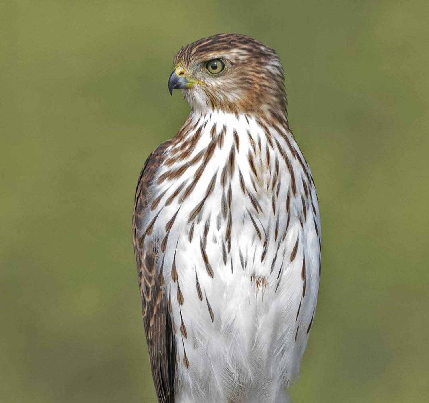полосатый ястреб, sharp-shinned hawk, hawk, ятреб, хищные птицы, Elizabeth Etkind
