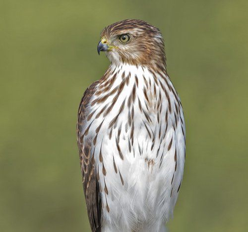 Полосатый ястреб - Sharp-shinned hawk