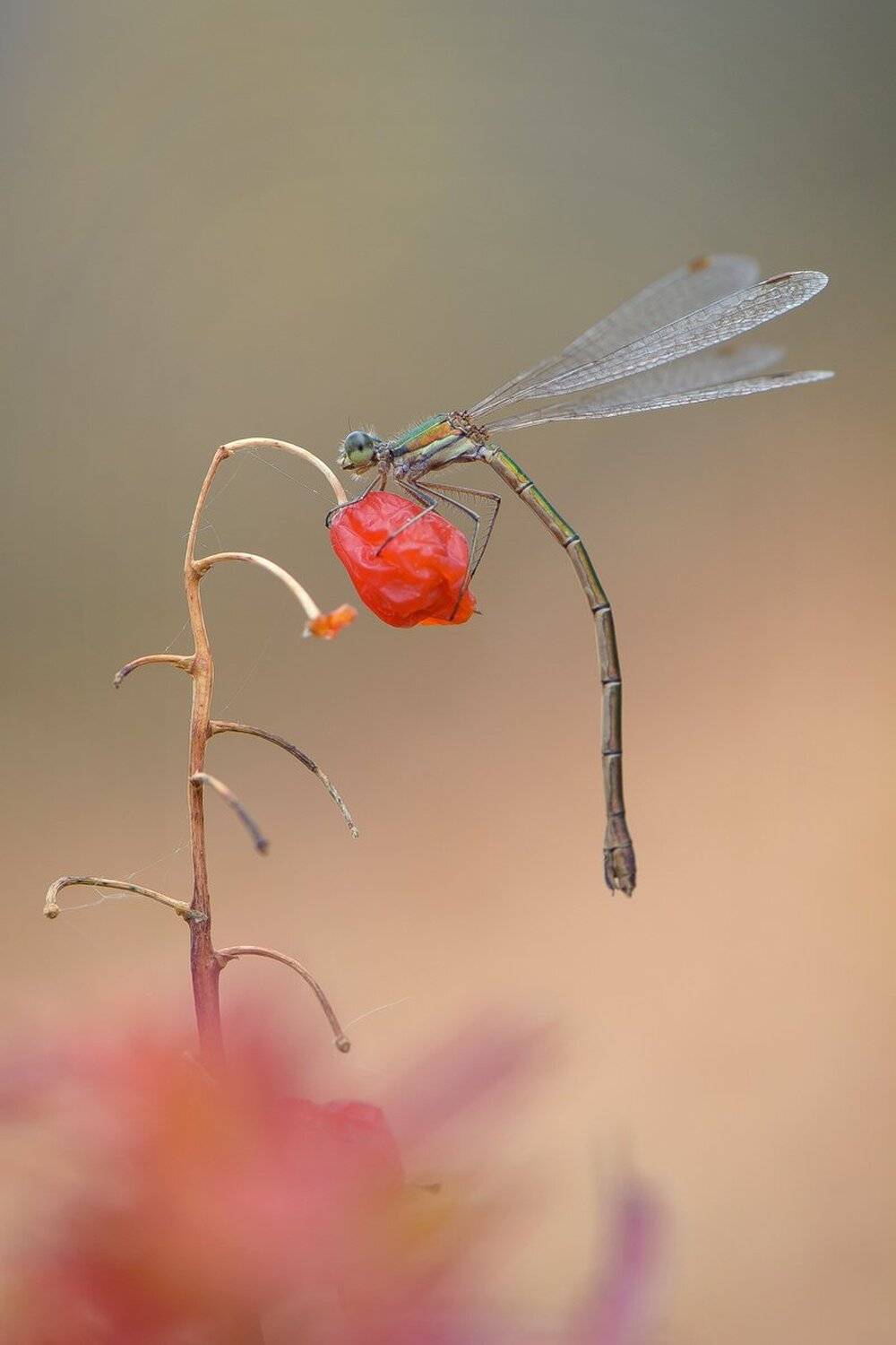 , Кузнецов Дмитрий