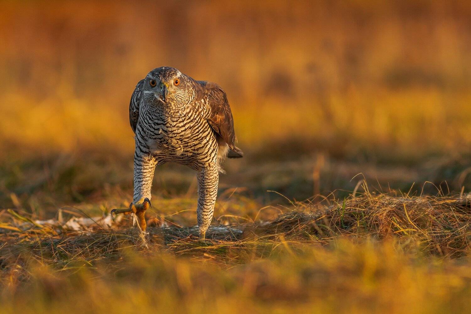 , Łukasz Sok&oacute;ł