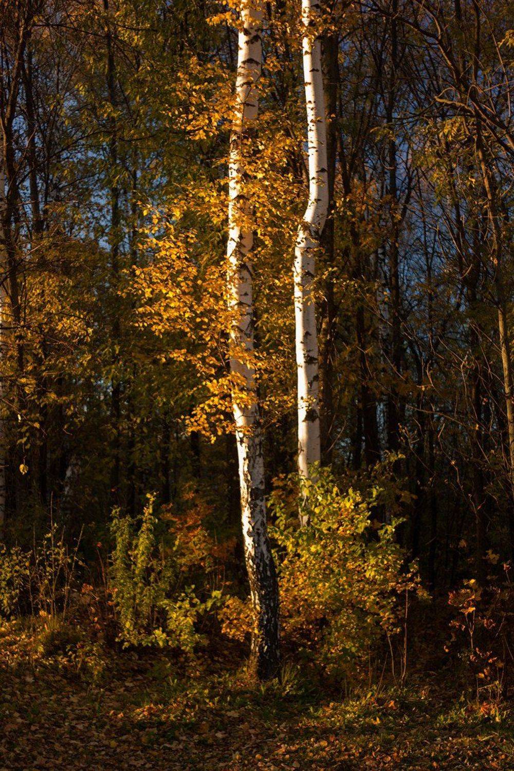 , Ростислав Красноперов