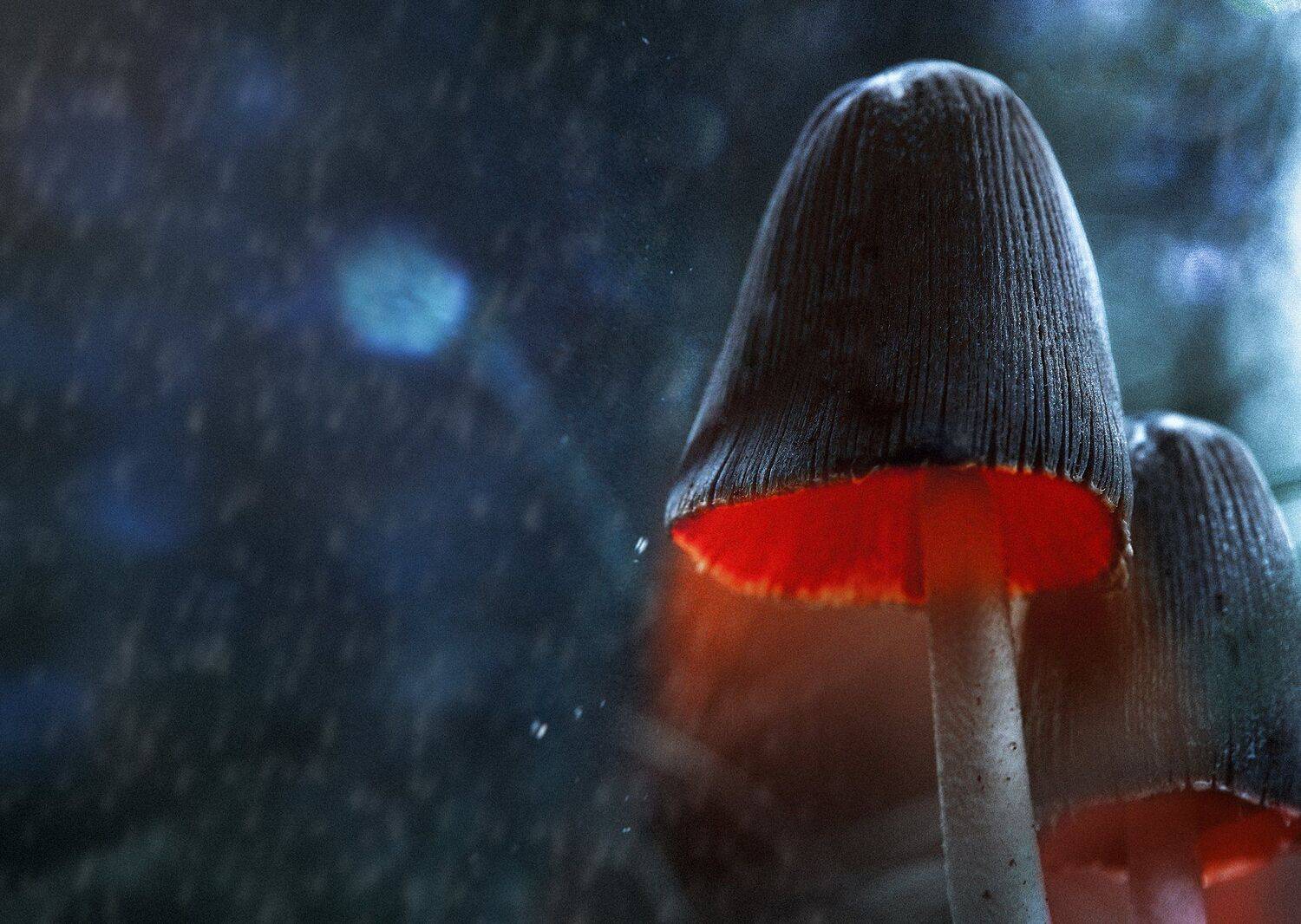 , Антон Шевченко