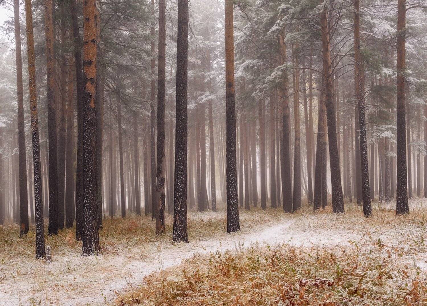 Осень, Первый снег, Снег, Туман, Марина Огнева