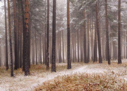 Первый снег