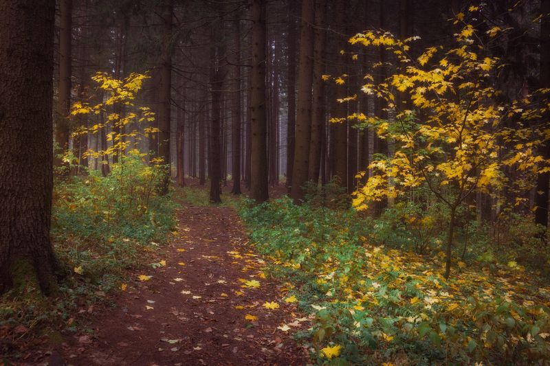 Пора осени пришла и в лес нас позвала фото превью