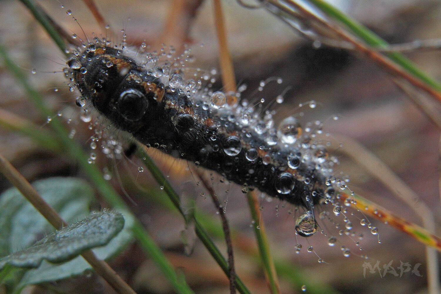 , Шангареев Марс
