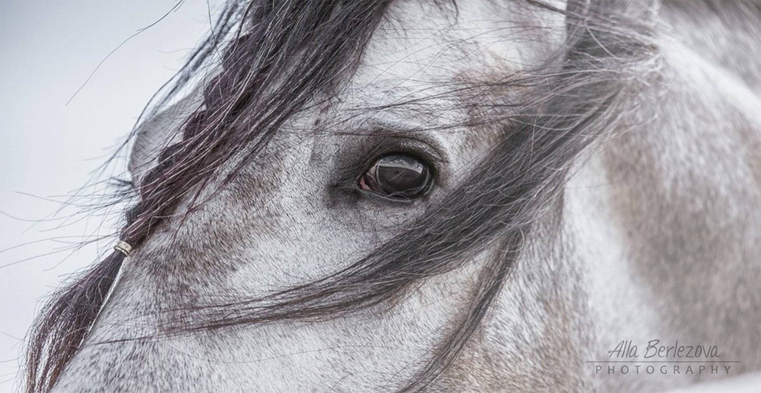  лошадь, серый, душа, небо, грива, глаза, Alla