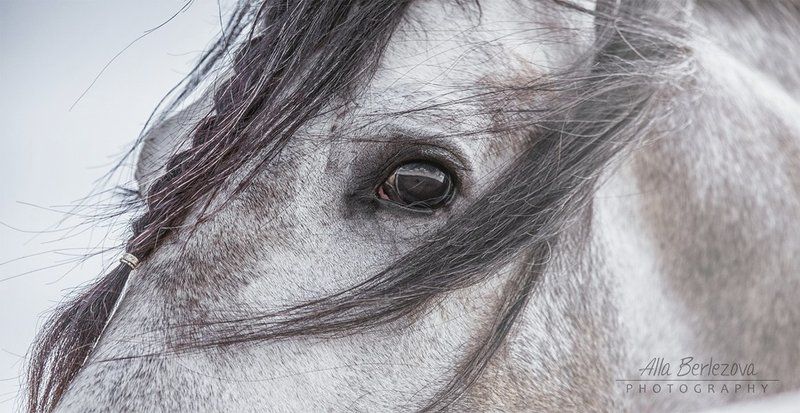 лошадь, серый, душа, небо, грива, глаза Душа Лошади фото превью