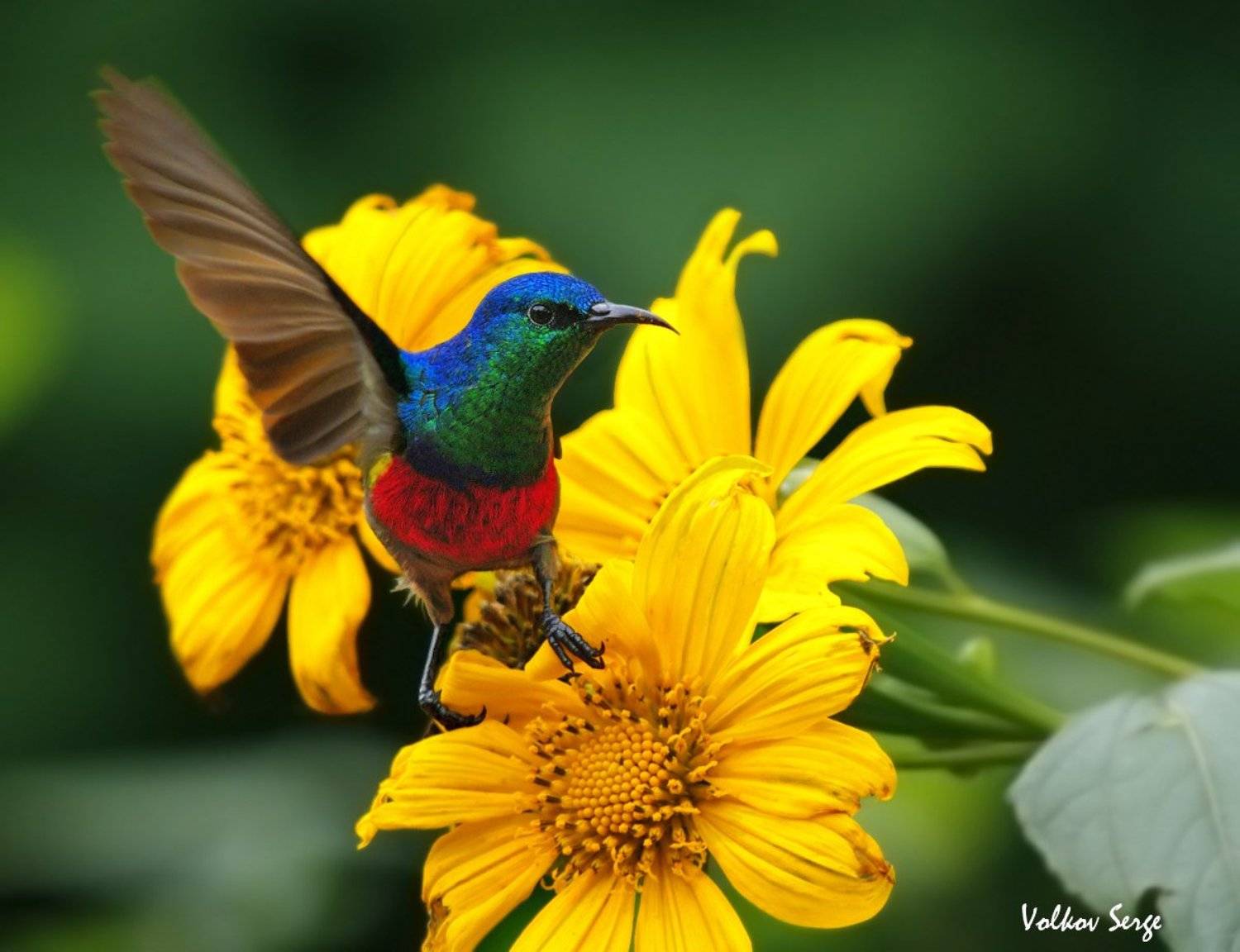 Африка, Дикая природа, Дикие животные, Птицы, Сергей Волков