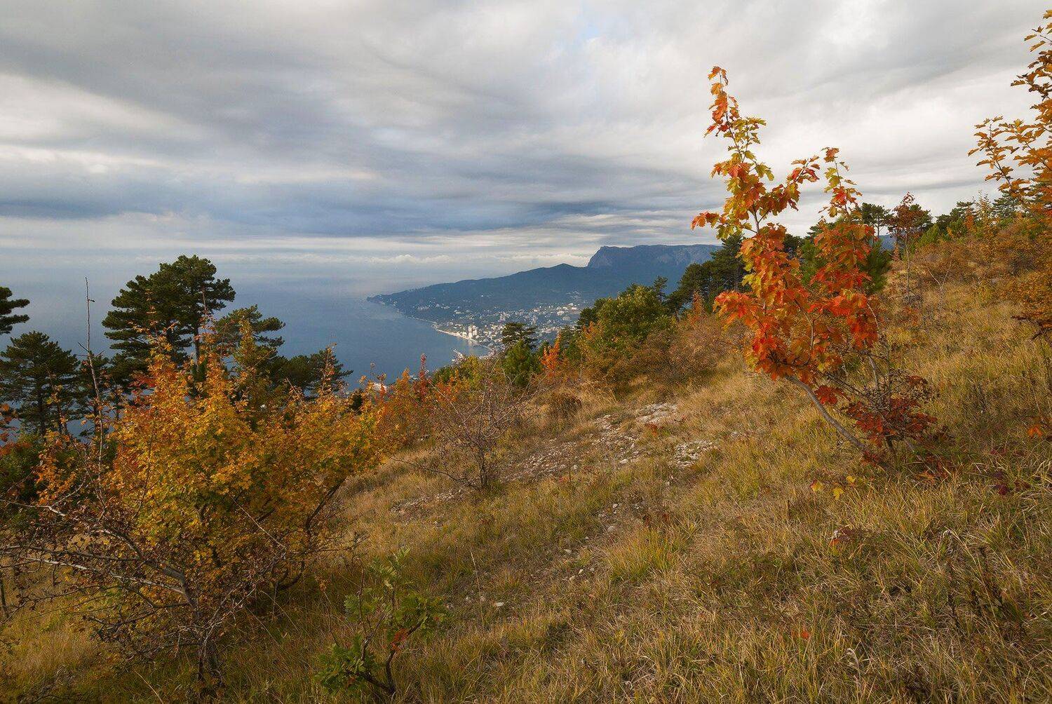 , Саша  Вайсберг / Waldschnepfe /