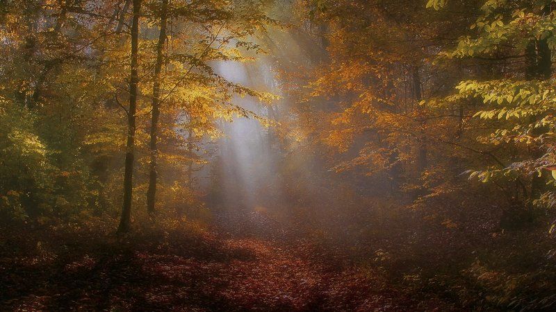 Autumn days фото превью