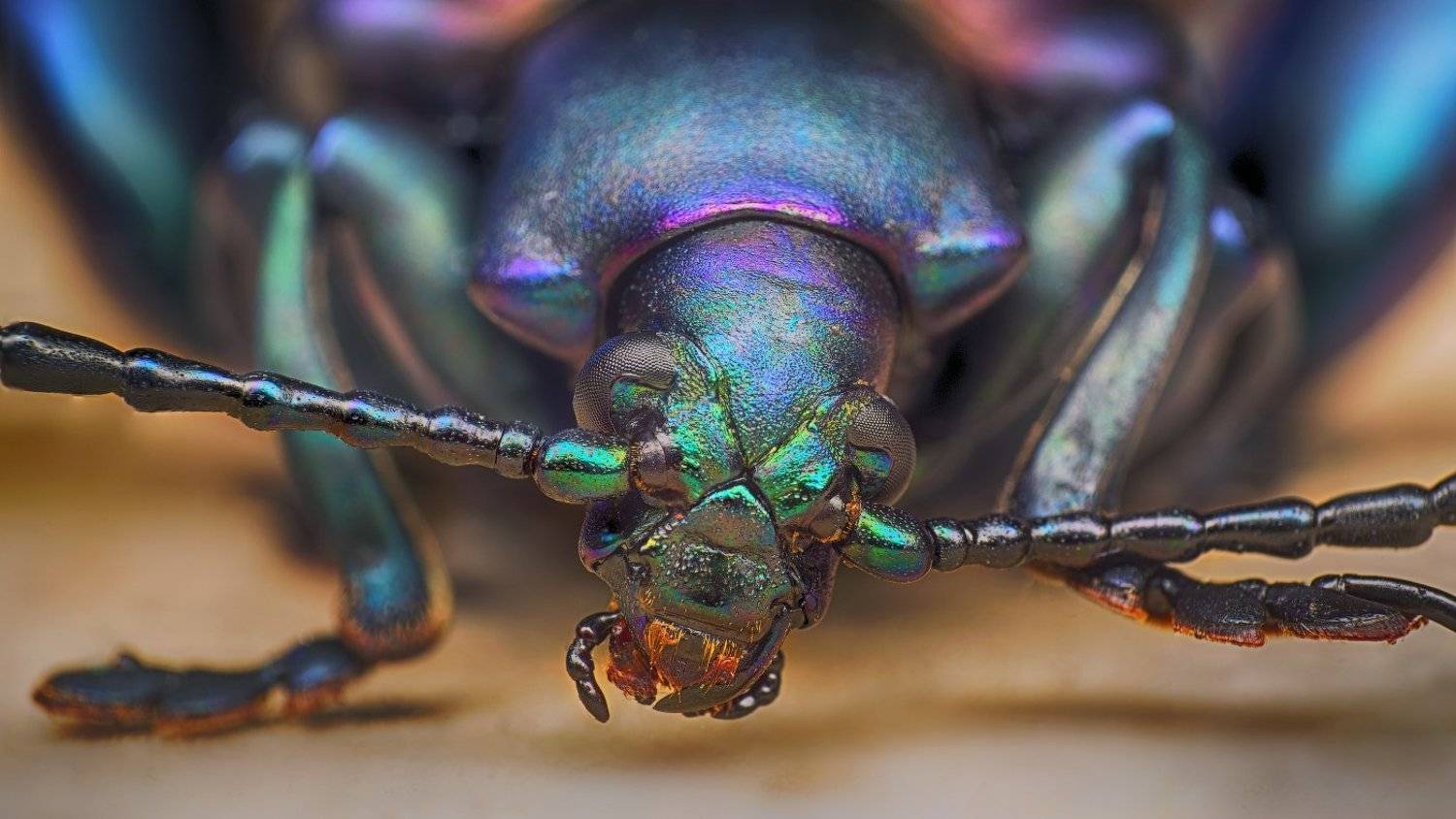 , Рашид Хайданов