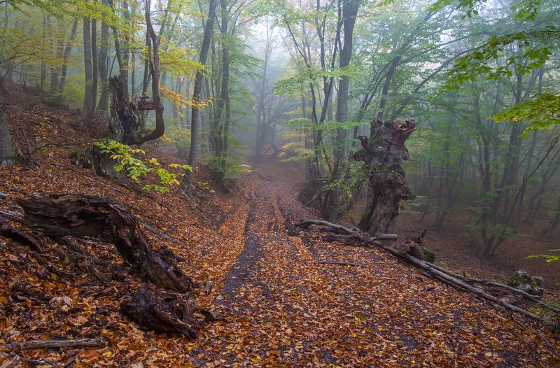 туман фото превью