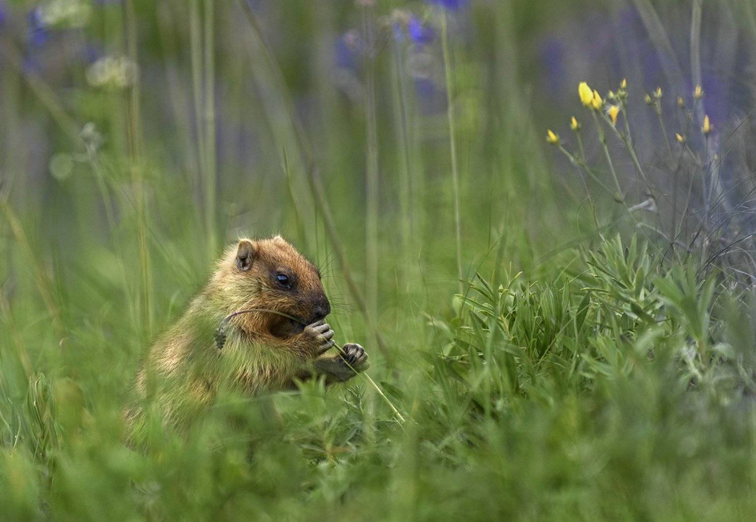 сурок-байбак, Антон