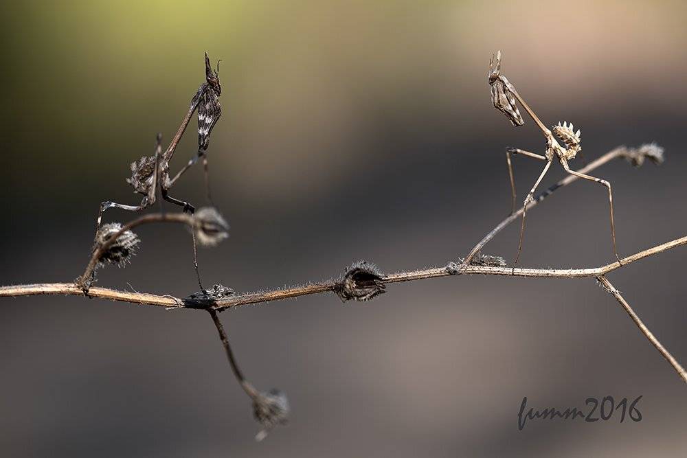 , Игорь ФУММ