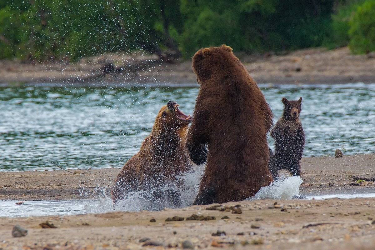 камчатка, медведь, природа, озеро, , Денис Будьков