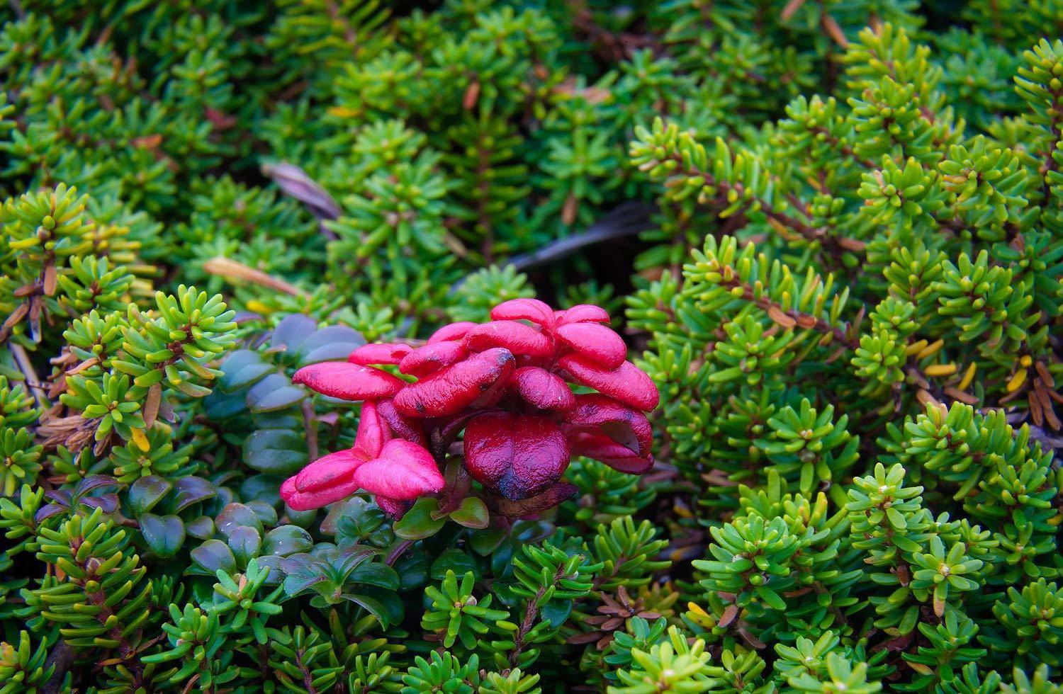 брусника, водяника, листья, остров беринга, трава, тундра, шикша, Дмитрий Уткин