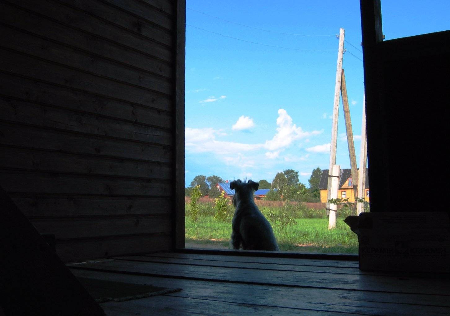 собака, дом, лето, Maria V. Gorskaya