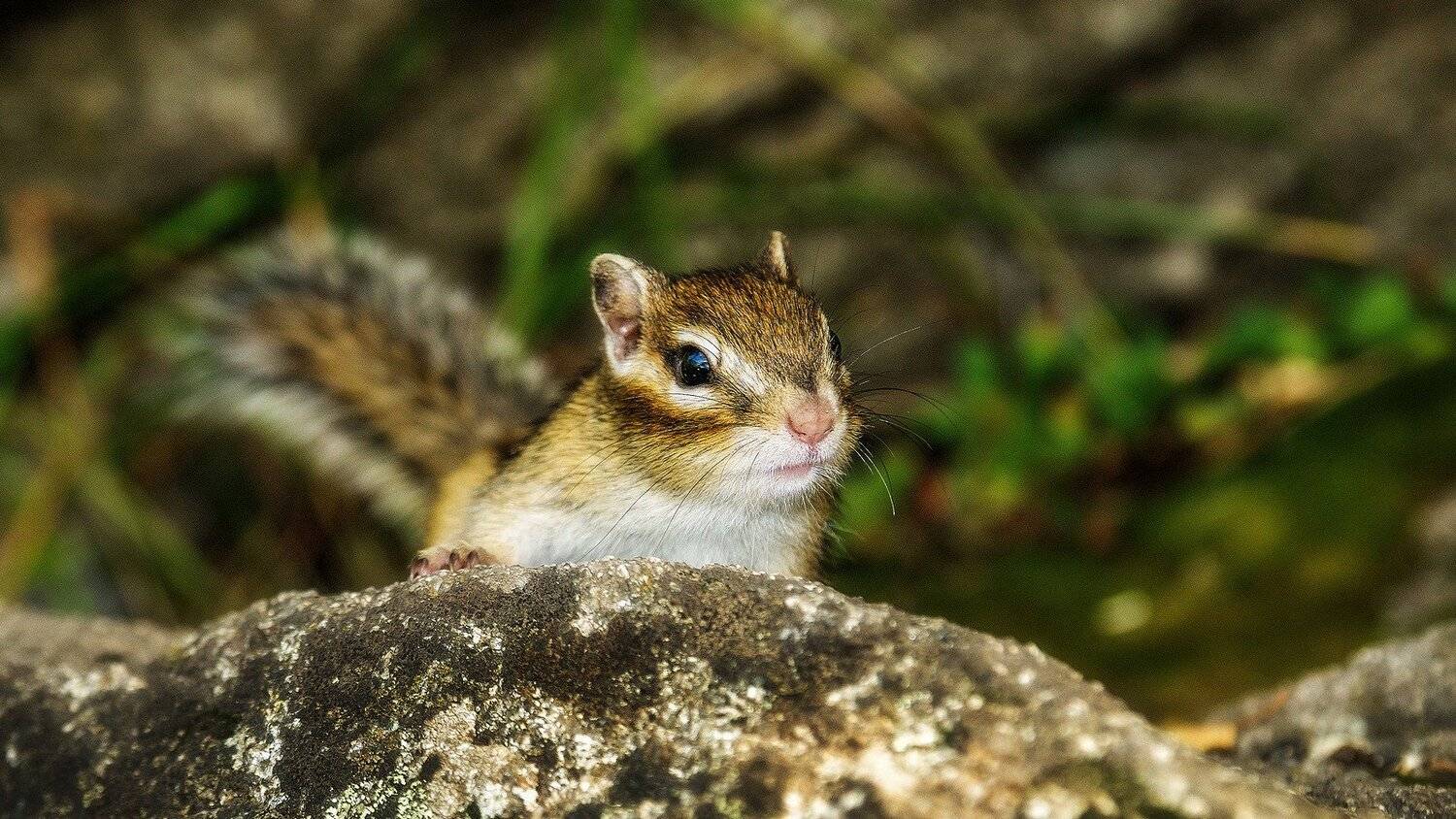 природа, животные, бурундук , Александр Потапов
