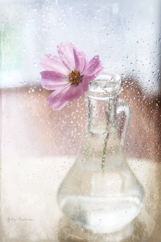 последние космеи фото превью