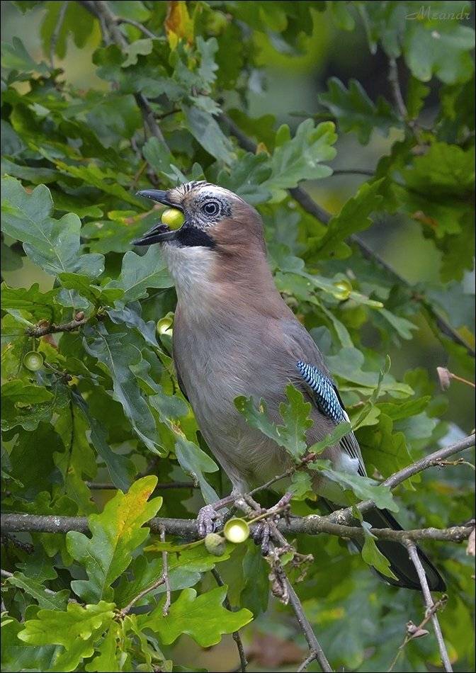 сойка, Андрей Медведев