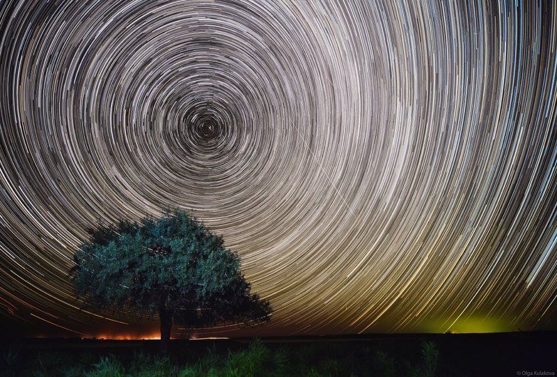 startrails, дерево, звездные треки, ночное небо *** фото превью