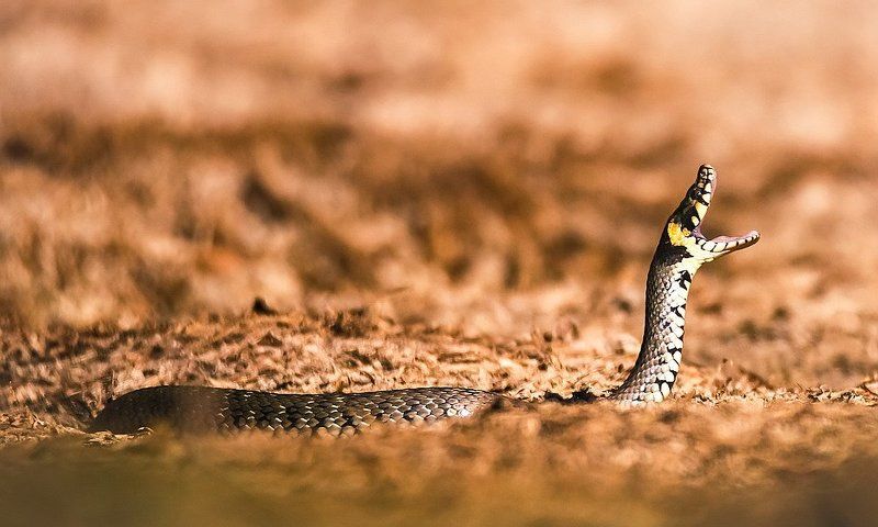 Не выспался фото превью