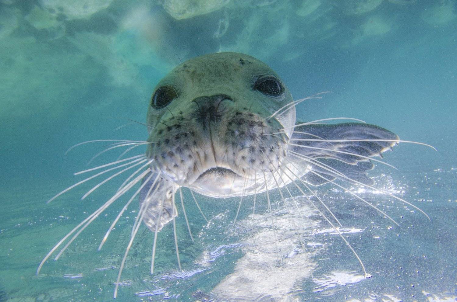 тюлень, природа, животные, океан, море, дикая природа, под водой, подводный мир, Дмитрий Старостенков