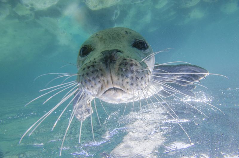 тюлень, природа, животные, океан, море, дикая природа, под водой, подводный мир Любопытство фото превью