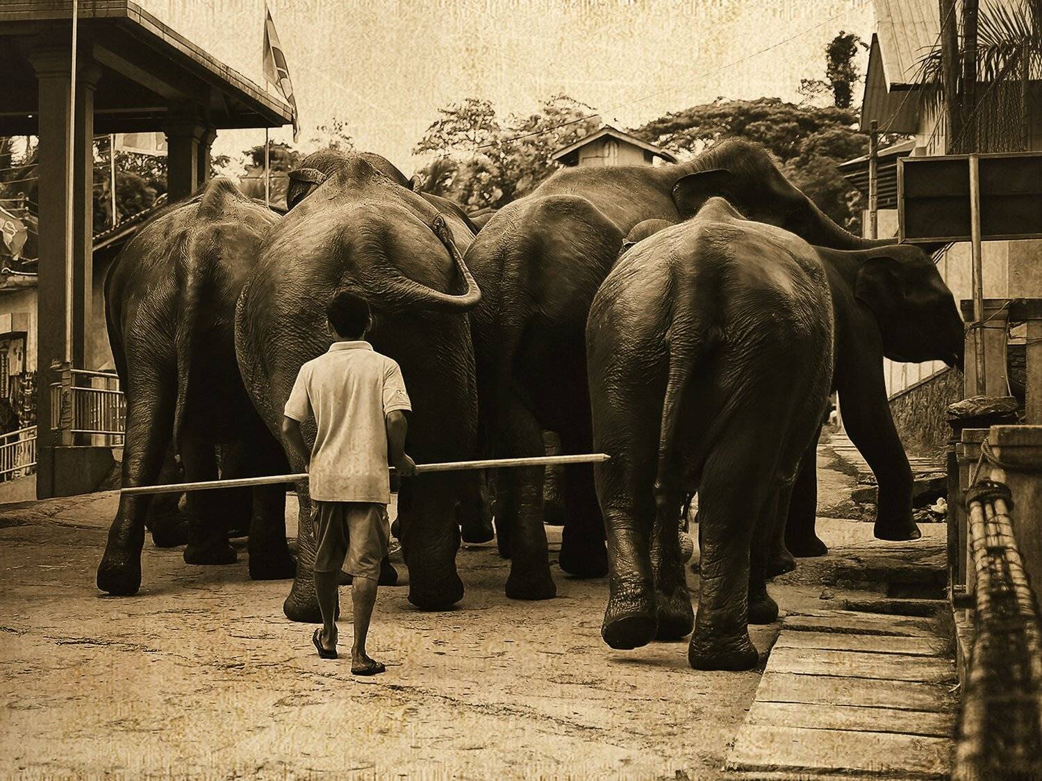 Мальчик, Слоны, Улица, Шри Ланка, ALLA SOKOLOVA