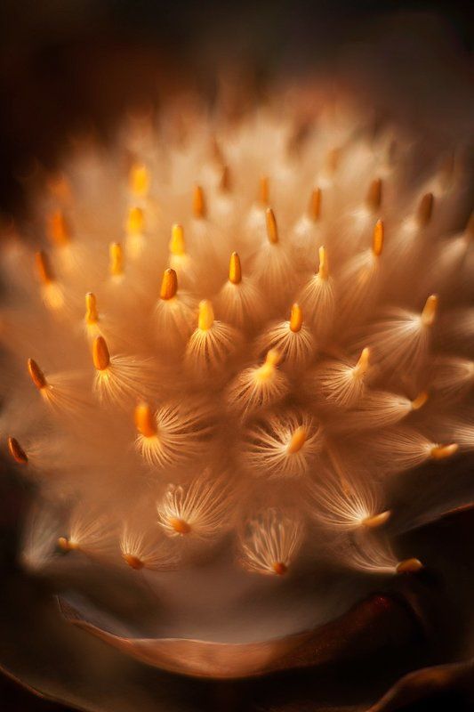 International Floral Art 2016-2017 фото превью