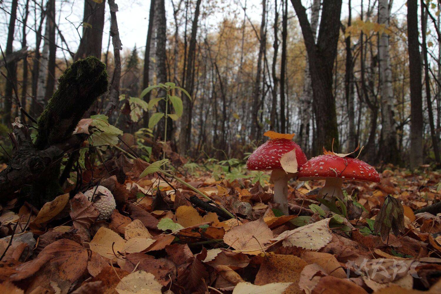 , Шангареев Марс