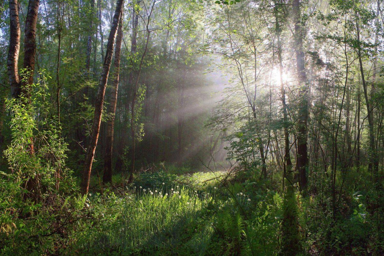 лес, утро, весна, Свистков Александр