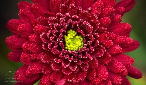 Утренний цветок