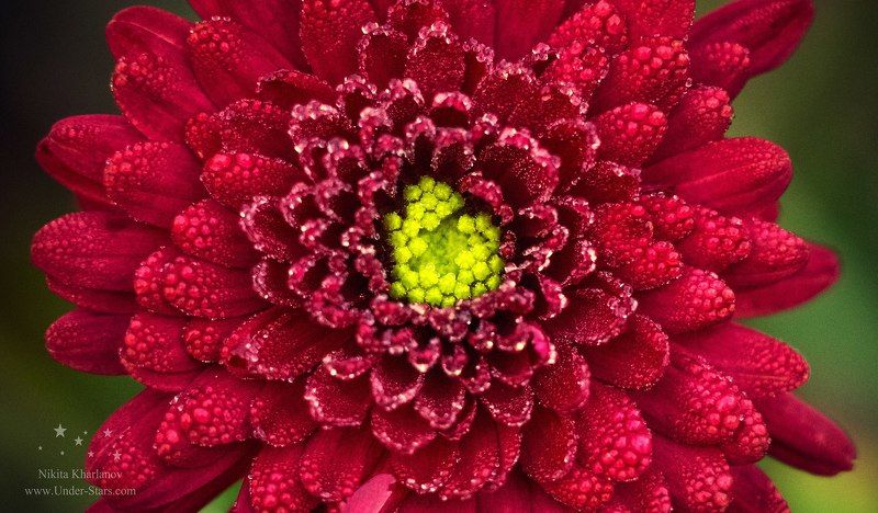 цветок, цветы, цвет, красный, макро, астра, хризантема, роса, капельки росы Утренний цветок фото превью