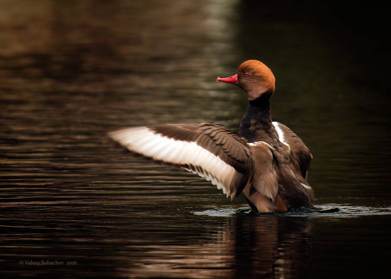 , Валерий Субачев