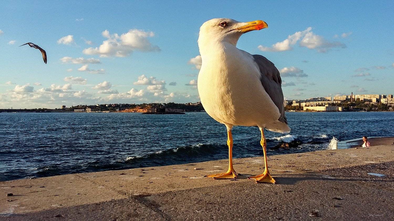 Птицы чайка, Севастополь, Олег Иванов