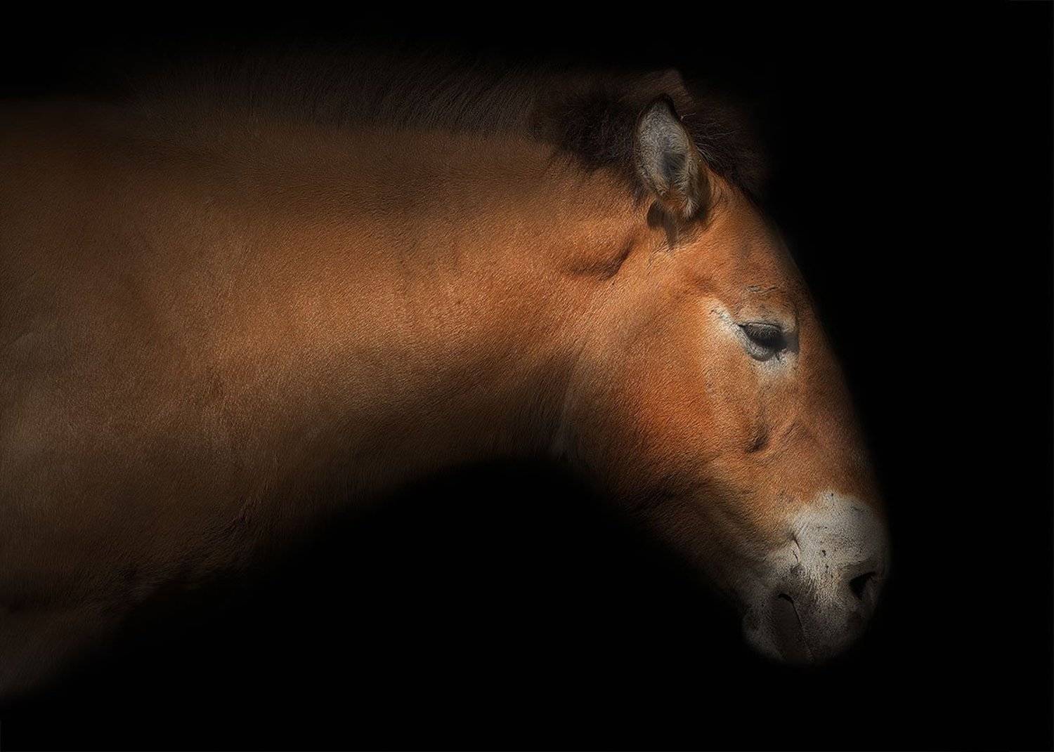 , Роман Рысь