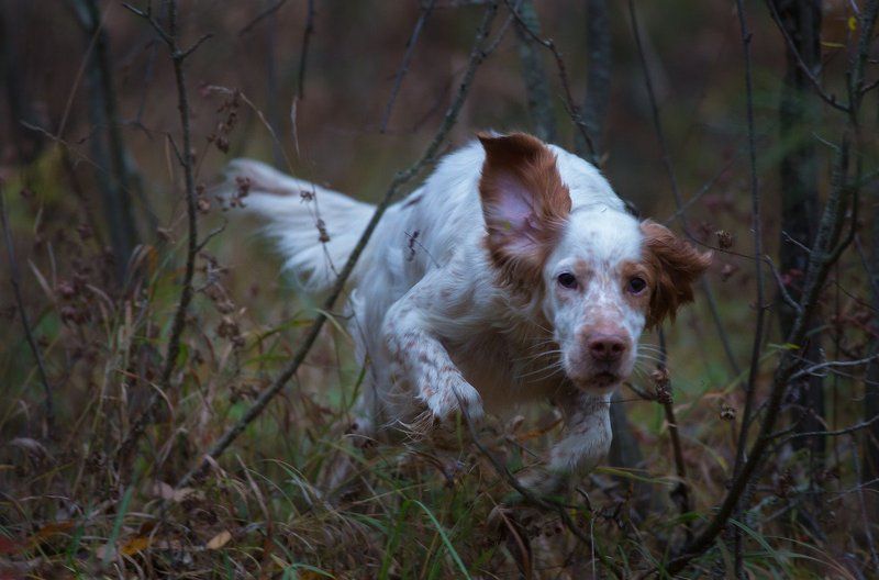 Английский сеттер, Охота, Сеттер Охотничий  инстиккт фото превью