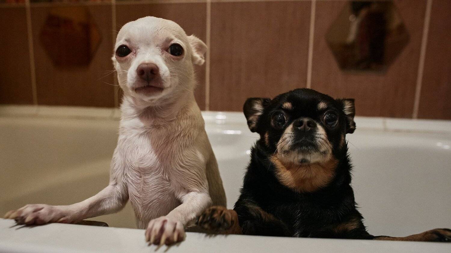 , Цвелёв Дмитрий