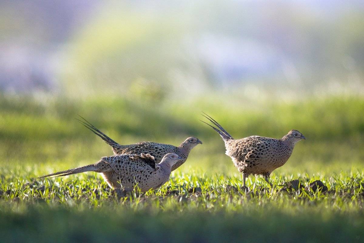 pheasant, wildlife, birds,, Wojciech Grzanka