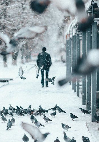 Любовь и голуби