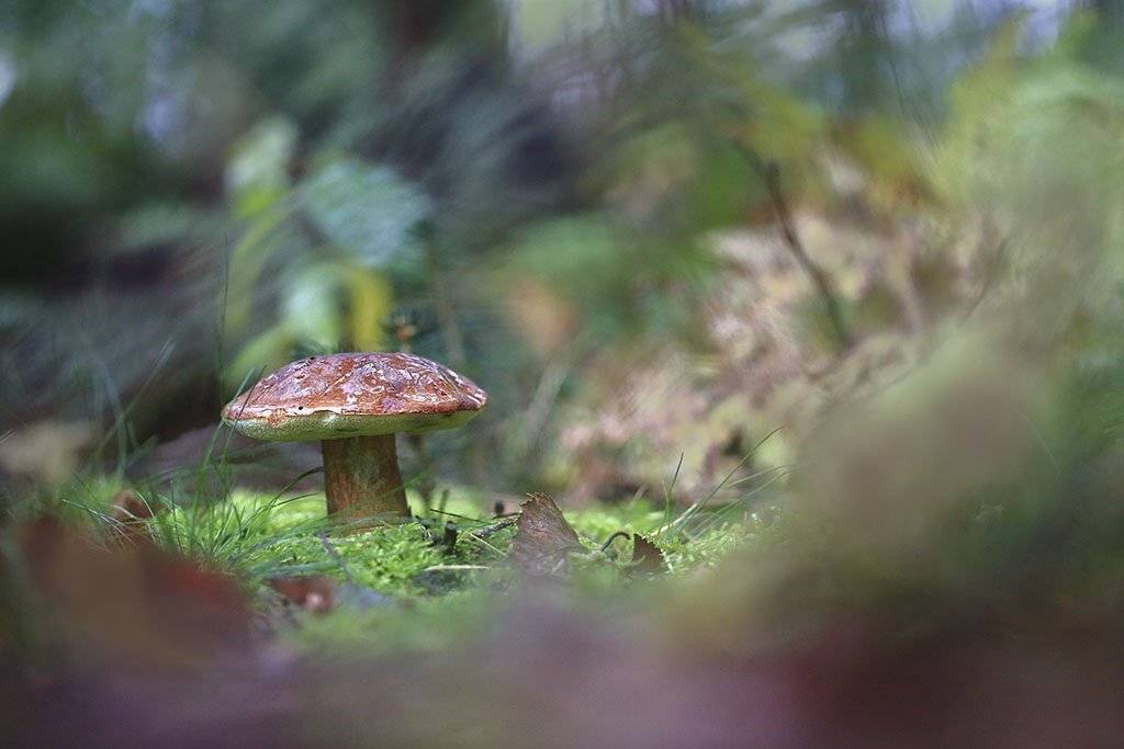 гриб,подберезовики,Подосиновик,коричневый, молодое,растение, макро, трава, мох, почвы, зеленые, желтые, листья, ветки, осень,лес, пейзаж, природа,разноцветные,торфяно-болотные,иглы, продукты питания, семена,, Виктор