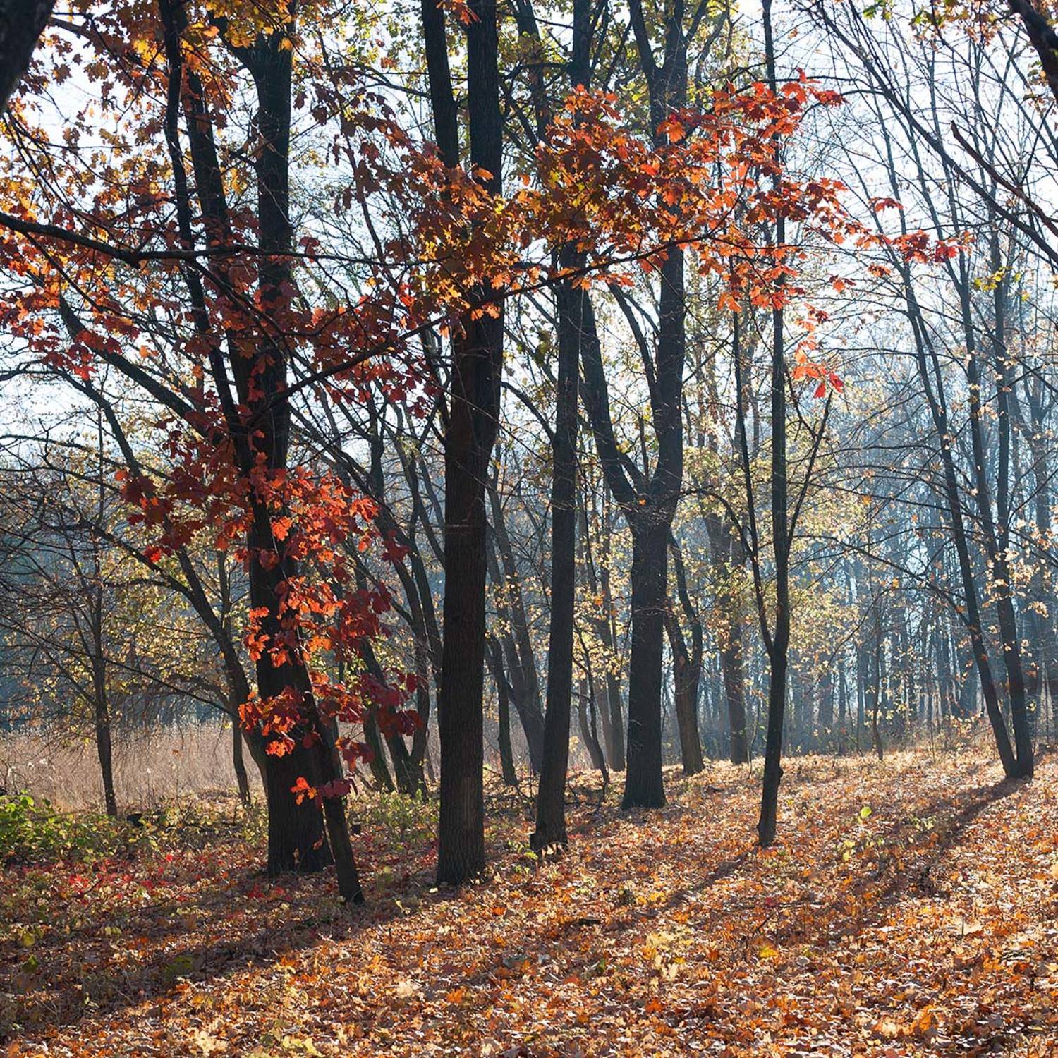 , Володимир Коцюбенко