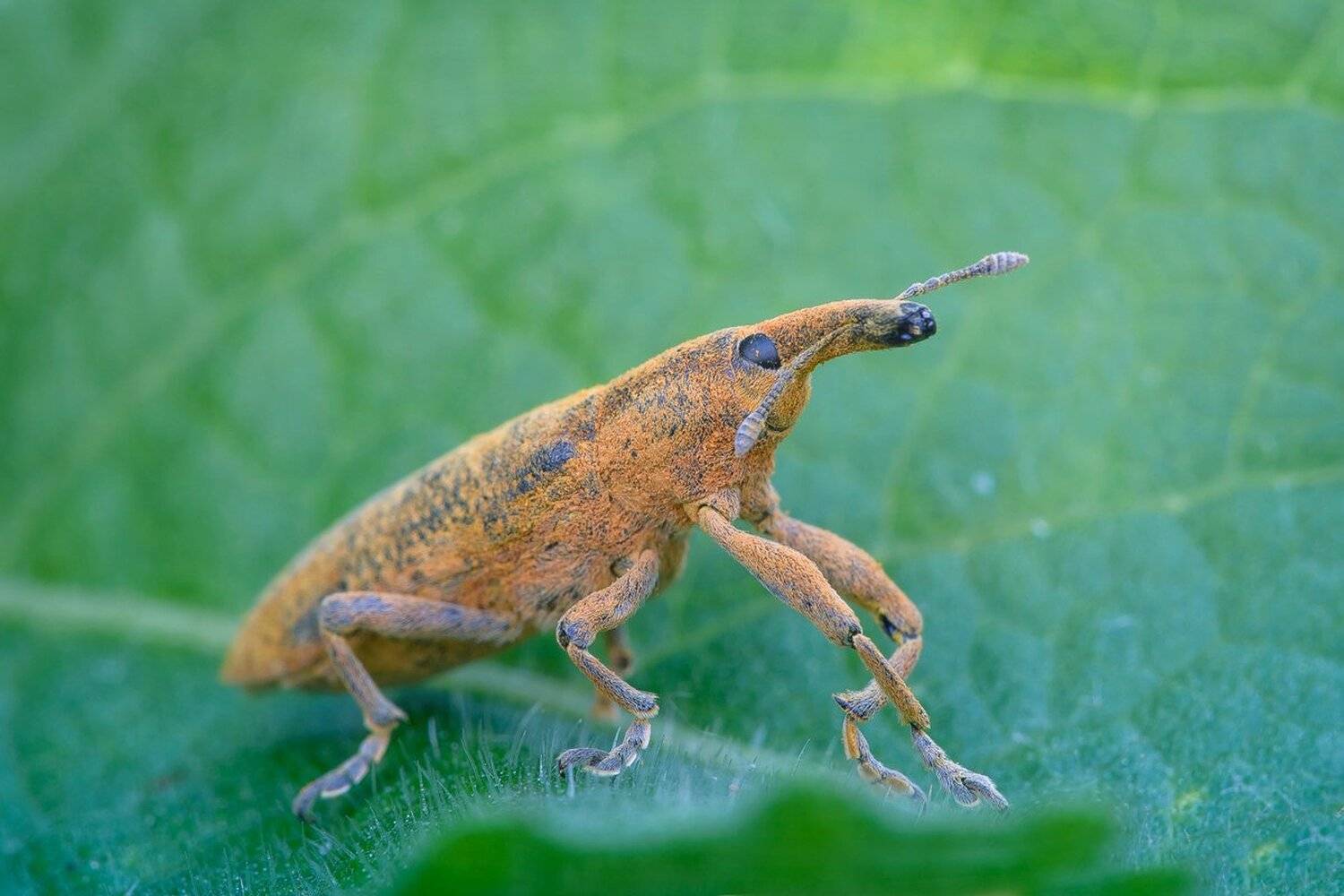 , Кузнецов Дмитрий