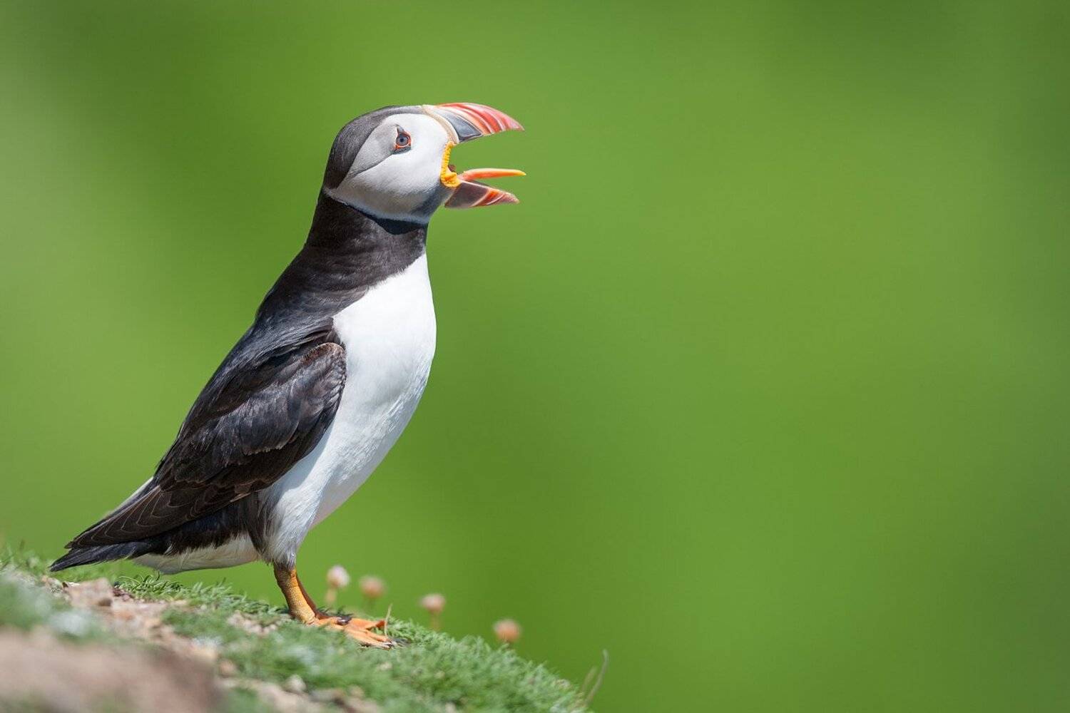 puffin, Marcin Kaczmarkiewicz